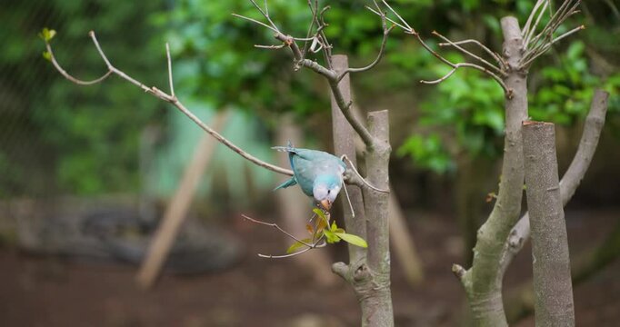 Exotic blue quaker parrot perched on tree branch nibbling fresh green leaf inside Jeju Hwajoowon flower bird park in South Korea