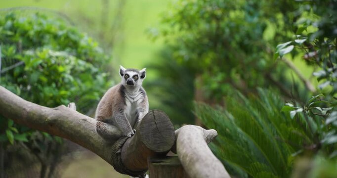 Slow motion tracking shot of exotic ring-tailed lemur balancing and walking along rustic log railing inside Hwajoowon park on Jeju Island in South Korea
