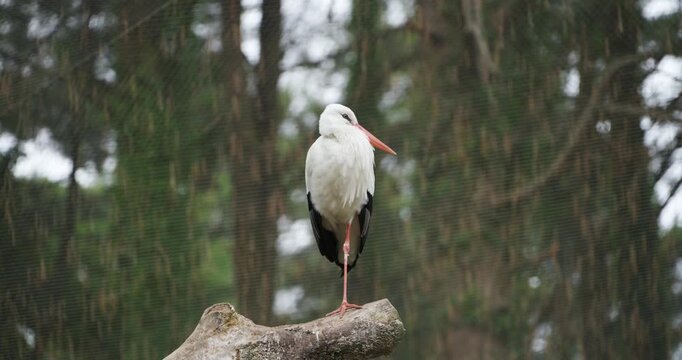 Graceful white stork standing on one leg on wooden log while looking around inside outdoor park