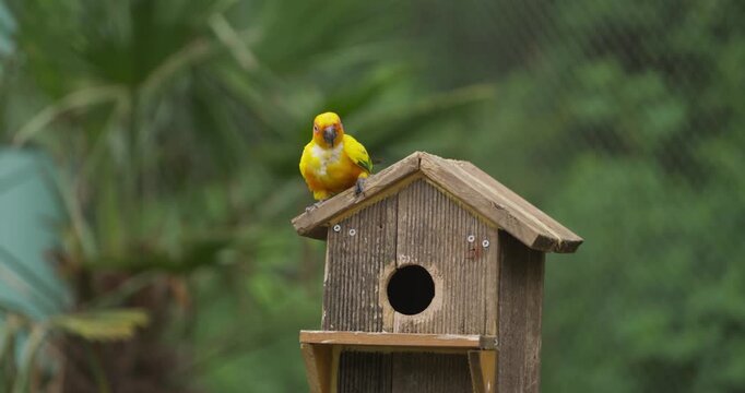 Vibrant sun conure parakeet perched on wooden birdhouse roof at Hwajoowon Flower Bird Park on Jeju Island, South Korea