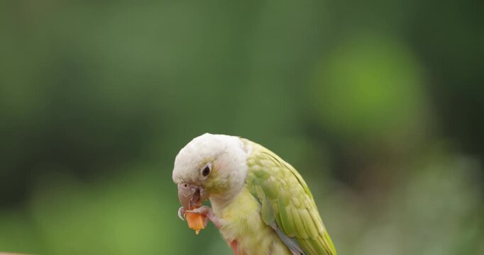 Green-cheeked parakeet conure in pineapple mutation perched and eating fresh mango fruit against blurred green background