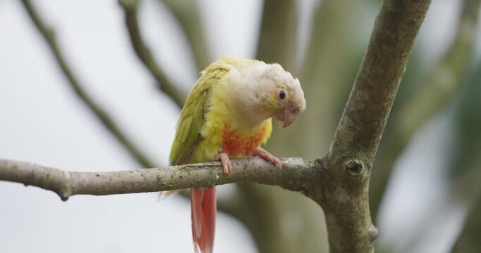 Pineapple mutation green cheek conure parakeet perched on bare tree branch cleaning its beak and foot while grooming
