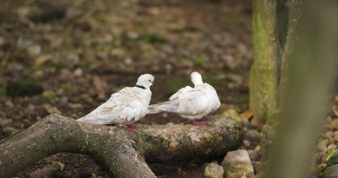 Two Eurasian collared doves perched on mossy log interacting and courting at Hwajoowon Flower Bird Park on Jeju Island Korea