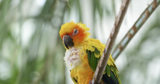 Sun conure parakeet perches on branch actively preening ruffled yellow orange feathers with downy chest visible showing vivid colorful plumage against green bokeh background