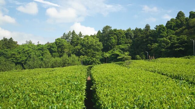 Close-up shot pulls back above lush green tea plantation rows at farm in Jeju Island