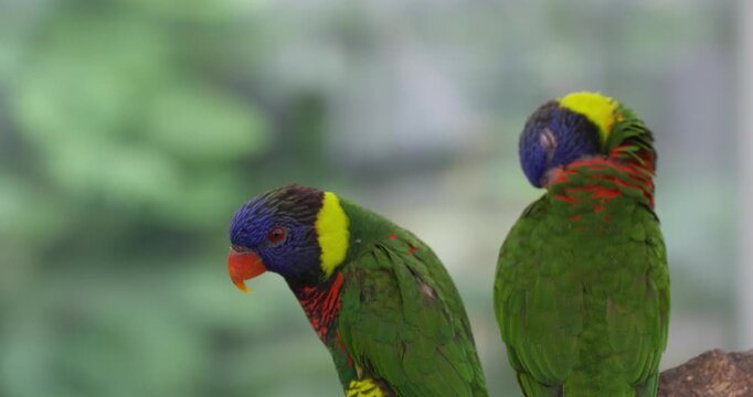 Pair of vibrant rainbow lorikeets perch together on branch as one preens its colorful plumage
