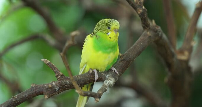Small green and yellow budgerigar parakeet perches on tree branch among green foliage looking around curiously