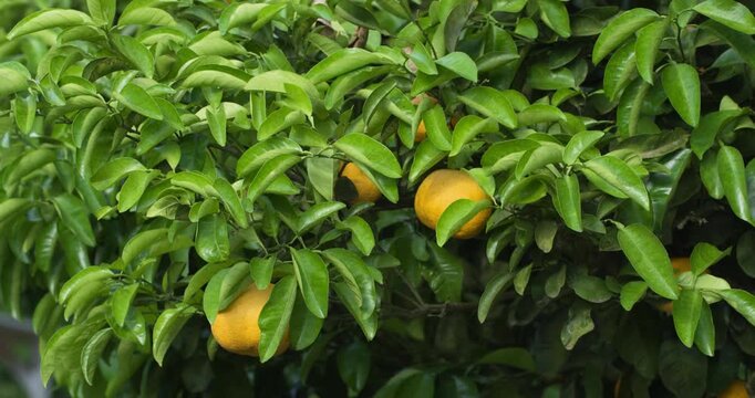Close up slow motion shot of ripe Jeju hallabong citrus fruits hanging among glossy green leaves on tree branch