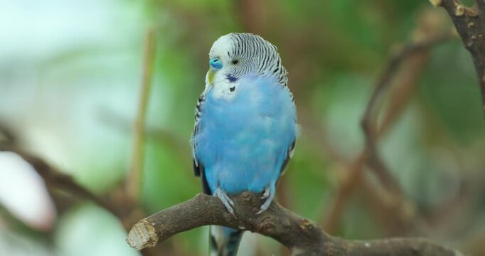 Small blue budgerigar parakeet walks along branch turning and tilting its head among green foliage
