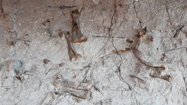 Fossilized dinosaur bones embedded in pale rock formation, medium closeup backdrop