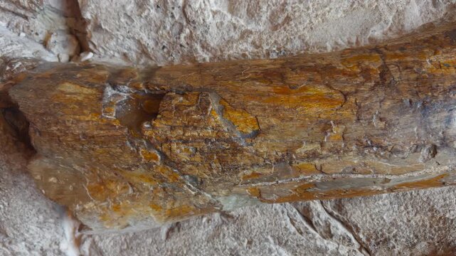 Close detail of fossilized dinosaur bone texture preserved in ancient rock, orange brown tint contrast against pale rock