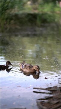 Serene mallard duck swims calmly in a pond with beautiful water reflection. Peaceful wildlife nature.