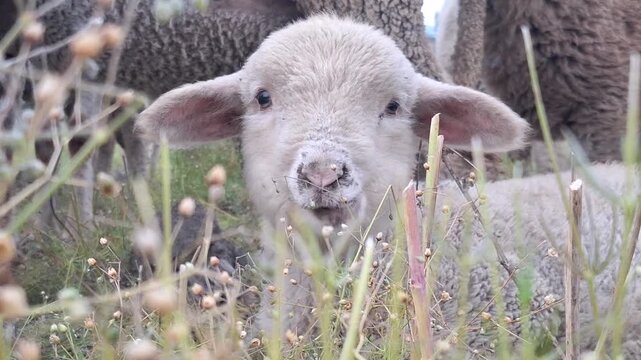 Young lamb grazing among tall grass on Argyll hillside in Scotland. Peaceful countryside wildlife scene featuring soft wool, natural pasture and rural landscape.