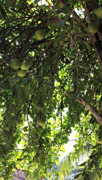 Green tropical fruit hanging from dense leafy canopy with sunlight filtering through branches