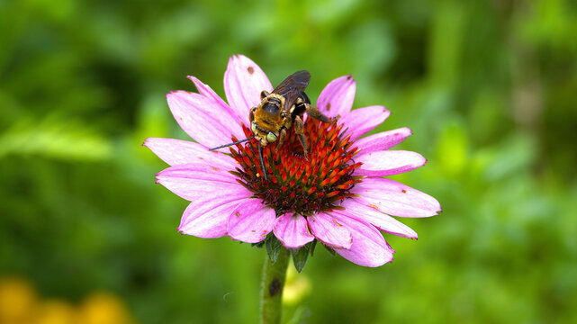 bee on pink flower