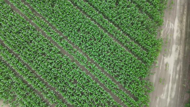 Garlic crop grows in evenly spaced cultivated rows across fertile farmland, revealing agricultural planting patterns, field access track and healthy vegetation, top down drone flyover.