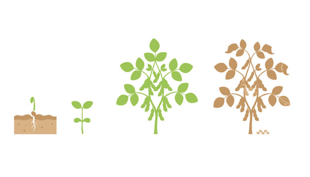 Life cycle illustration of soybean plants showing germination, root development, and mature pods ready for harvest.