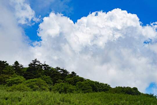 White clouds float above the green forest and rolling hills in the beautiful landscape of Shennongjia National Nature Reserve in China during a sunny summer day