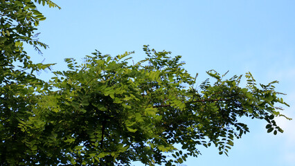 Fototapeta premium Lush green tree against azure sky