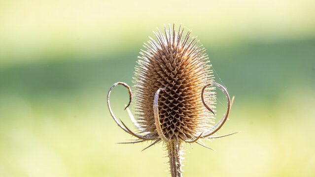 Close-up of a dried wild teasel seed head with curved bracts in a sunny field