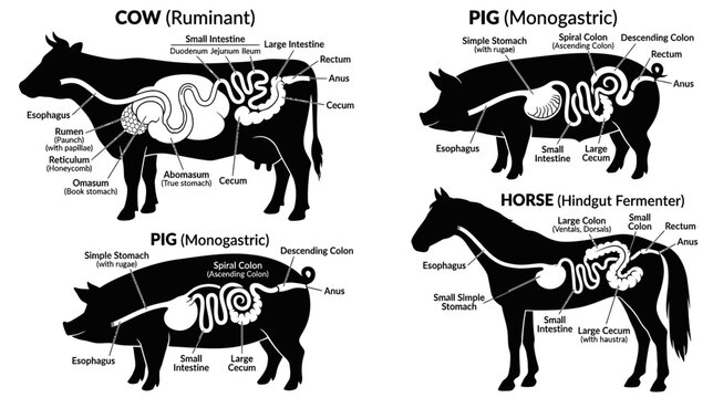 Digestive System Anatomy Of Cow, Pig, and Horse Diagrams