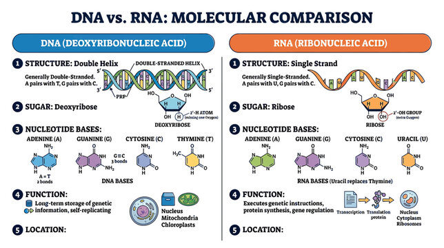 DNA vs RNA Molecular Comparison Chart