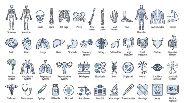 Human Anatomy Icons: Skeleton, Organs, Cells, Medical Symbols - Vector Set