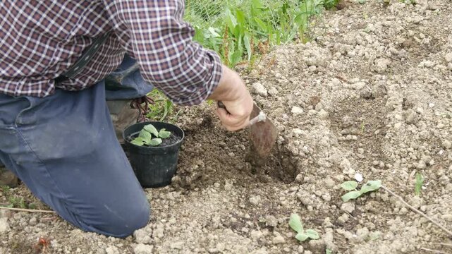 Person plants a young seedling into cultivated soil using a hand trowel beside a potted transplant in a vegetable garden, illustrating manual planting, static close-up.