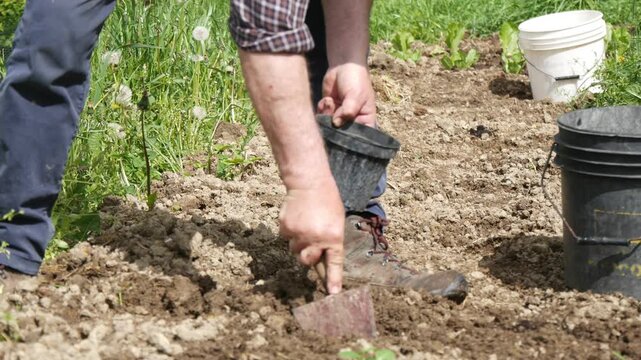 Person transplants a young vegetable seedling from a nursery pot into a prepared garden bed using a hand trowel and cultivated soil during manual planting, static close-up.