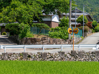 Obraz premium 苗が育つ田んぼと町の風景