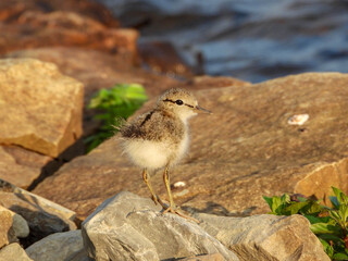 Tiny spotted Sandpiper chick strutting those long legs around the rocky shoreline at sunrise. © BillieLafond