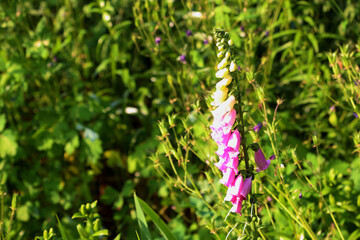 Pink foxglove flower in garden © ForStock