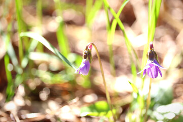 Purple wildflowers in forest glade © ForStock