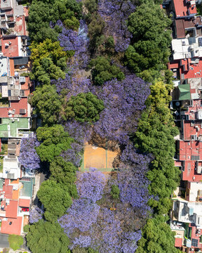 Top-Down Aerial View of Blooming Jacaranda Trees Lining Urban Park in Mexico City