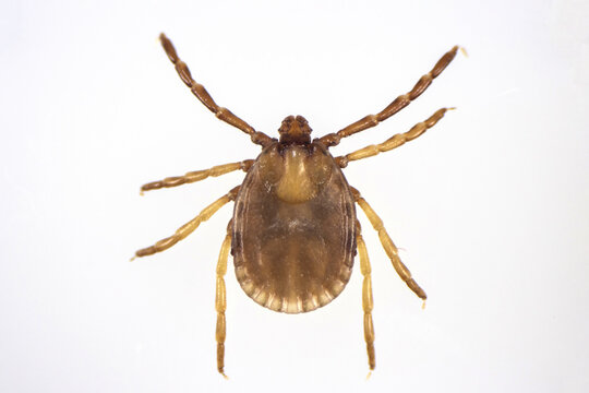 Macro Photograph of a Hard Tick Isolated on White Background