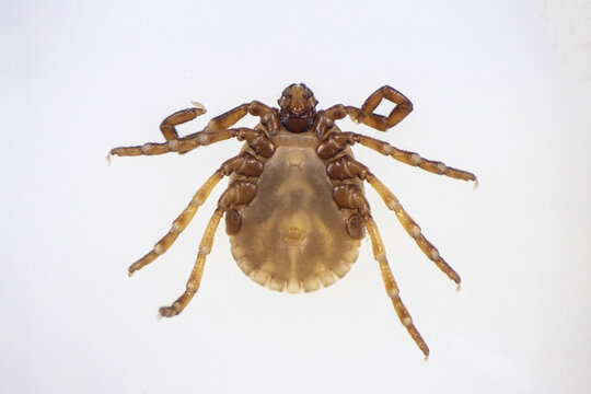 Macro Photograph of a Hard Tick Isolated on White Background