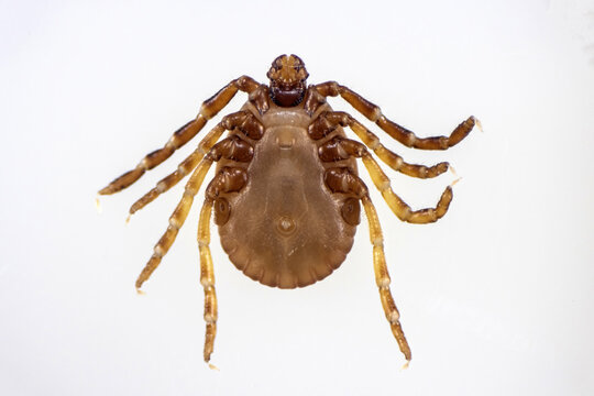 Macro Photograph of a Hard Tick Isolated on White Background