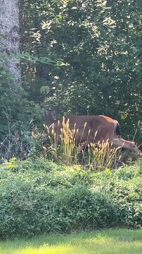 Black Tail Deer Walking and Eating in a Backyard