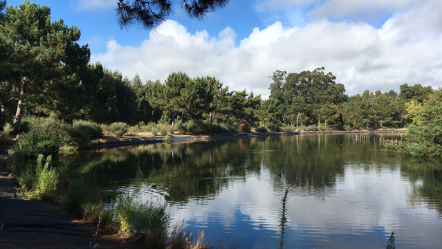 Peaceful pond reflecting pine trees and clouds at Bucaquinho Natural Park in Ovar Portugal