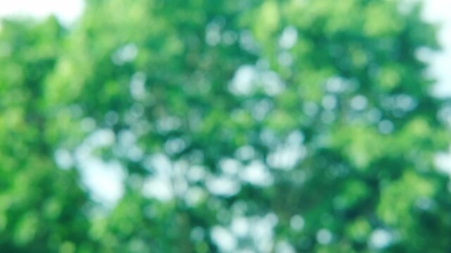 abstract background banner, green natural blurred bokeh, green foliage flutter in wind, summertime season, good weather, natural placement presentation, natural forest, environmental background