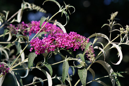 blooming buddleia in close-up