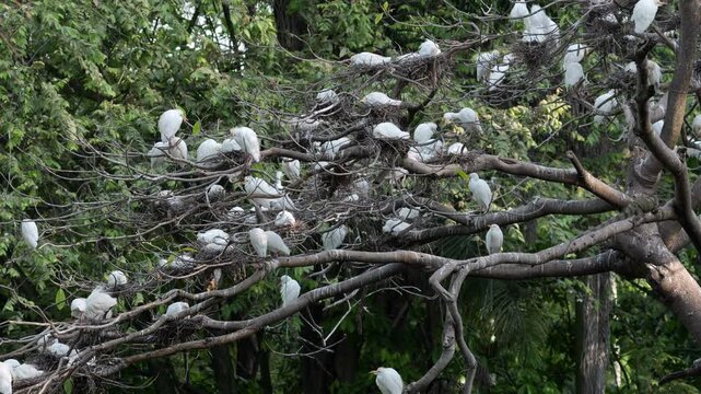 Large Western Cattle Egret (Ardea ibis) Nesting Colony High in Tree Canopy 4K