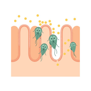 Medical Illustration of Giardia Parasites Infecting the Human Intestinal Villi and Causing Digestive System Damage