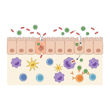 Diagram of Gut Epithelial Barrier Function and Mucosal Immune Cell Interaction