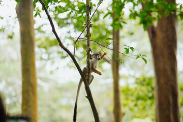 Squirrel monkey hanging from a branch in the Amazon rainforest. © Marco