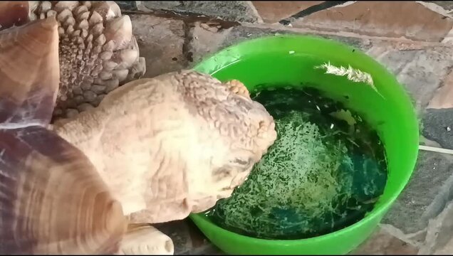 Close-up of a large sulcata tortoise drinking water from a bright green plastic bowl placed on a stone tile floor. The tortoise has a light brown textured head and a domed shell with visible scutes. 