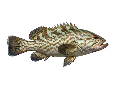 Detailed artistic rendering of a grouper fish underwater aquatic life isolated on transparent background