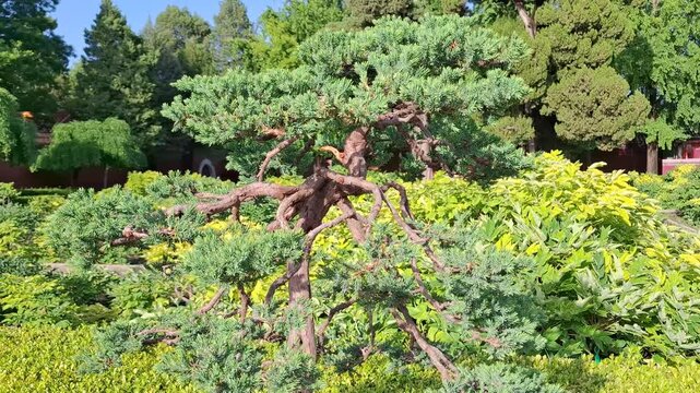 Green bonsai juniper tree grows with curved branches in a public park outdoors. green plant, ornamental tree, landscape gardening, summer park.