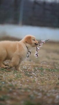 Cute golden retriever puppy sitting on grass with flowers