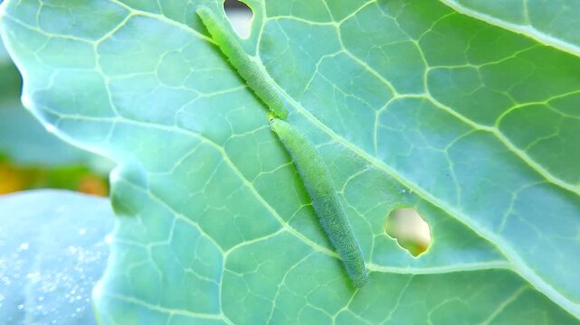 Two cabbage looper larvae worms on a cabbage leaf in the garden